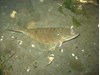 Photo of English Sole - Pleuronectes vetulus